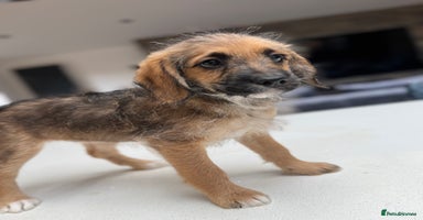 Mixed Breed dogs - Advert 2