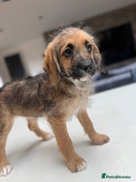 Mixed Breed dogs - Advert 2