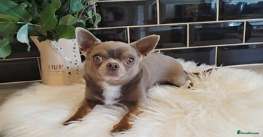 Chihuahua dogs in Brighton - Advert 3