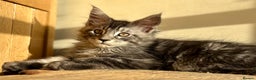 Maine Coon cats for sale: Beautiful Maine coon kittens - Advert 23