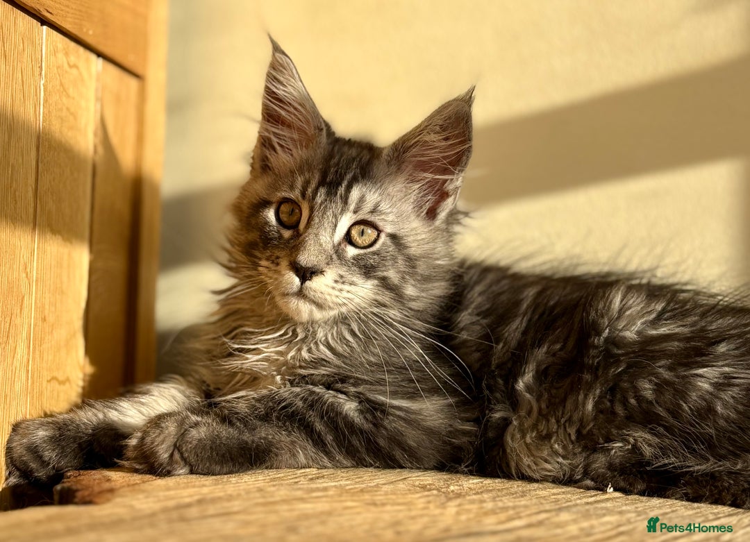 Maine Coon cats for sale: Beautiful Maine coon kittens - Advert 23