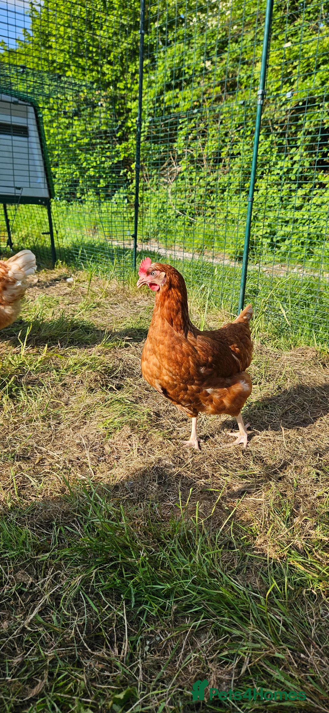 Chickens poultry for sale: Warren point of lay hens chickens+ Silkies + ducks - Advert 1