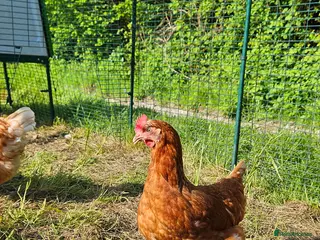 Chickens poultry Warren point of lay hens chickens+ Silkies + ducks - Advert 1