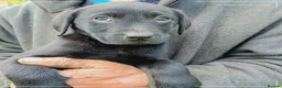 Labrador Retriever dogs for sale: Labrador puppies  in Keith - Advert 9