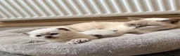 British Shorthair cats for sale: Beautiful Colour point British Shorthair Kittens - Advert 7