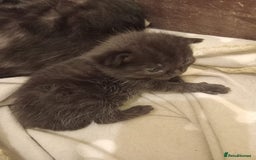 Domestic Shorthair cats for sale: Antony woods  - Image 9