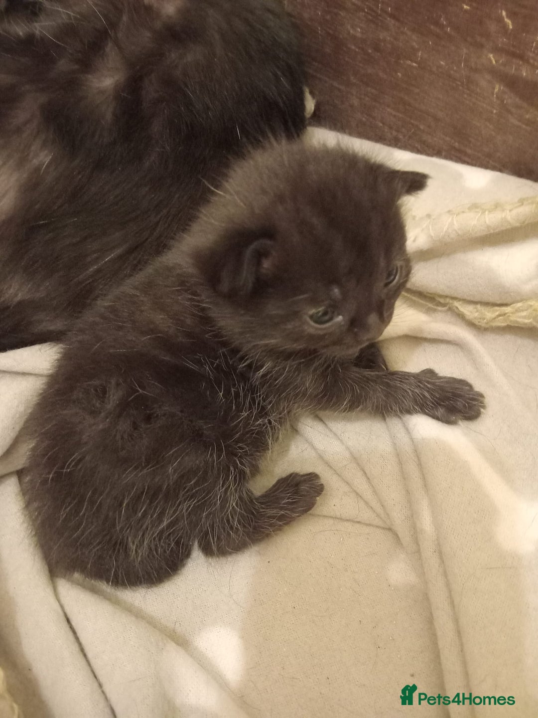 Domestic Shorthair cats for sale: Antony woods  - Image 9