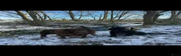 Cocker Spaniel dogs for stud: KC Registered working cocker spaniel for stud  in Halstead - Advert 6