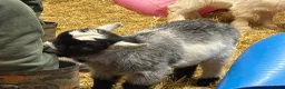 Goats livestock for sale: Pedigree pygmy Goat kids - Advert 2