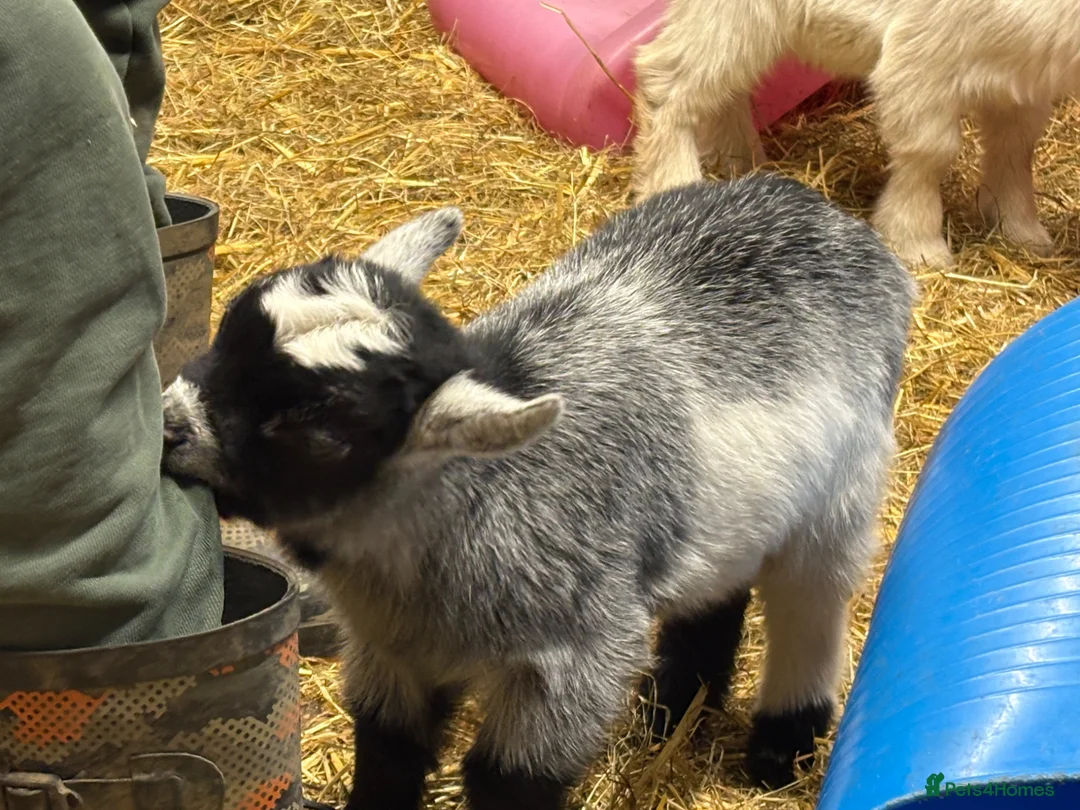 Goats livestock for sale: Pedigree pygmy Goat kids - Advert 2