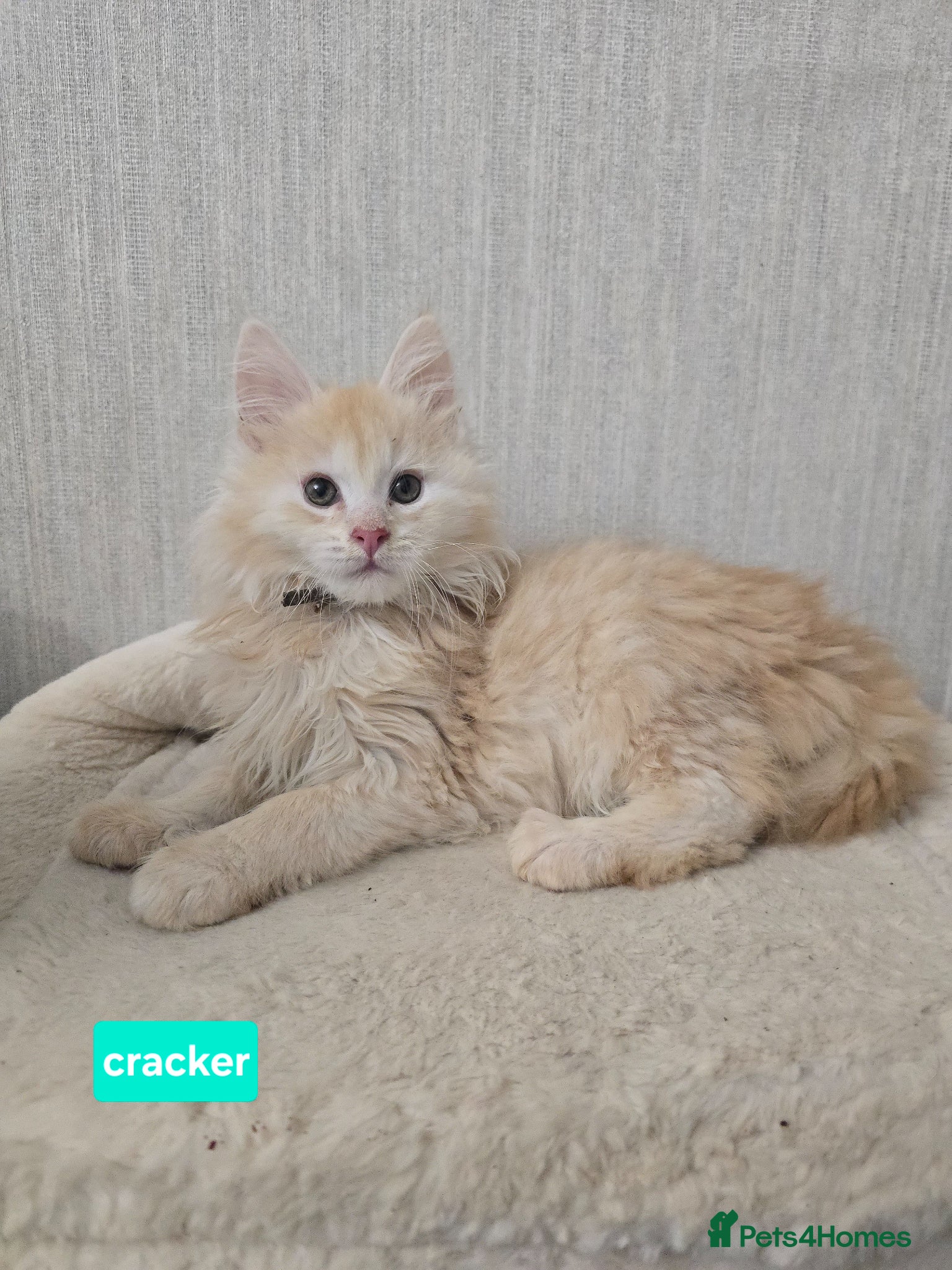 Maine Coon cats  Red High Silver Stunning Maine Coons Boys - Advert 9