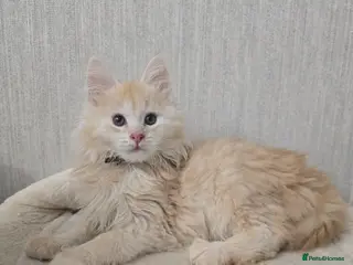 Maine Coon cats Red High Silver Stunning Maine Coons Boys - Advert 9