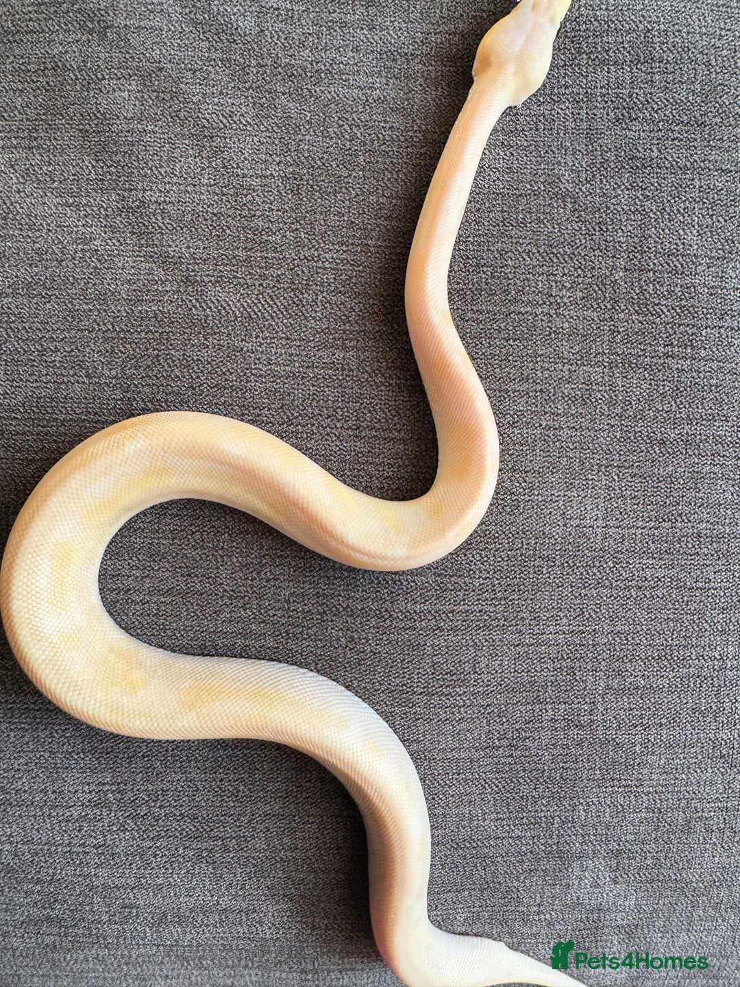 Python Snake reptiles for sale: Ball pythons, babies and adults various morphs - Image 9