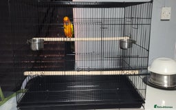 Conures birds for sale: Sun Conure Male  - Image 1