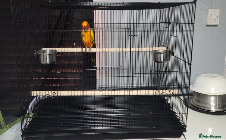 Conures birds - Advert 1