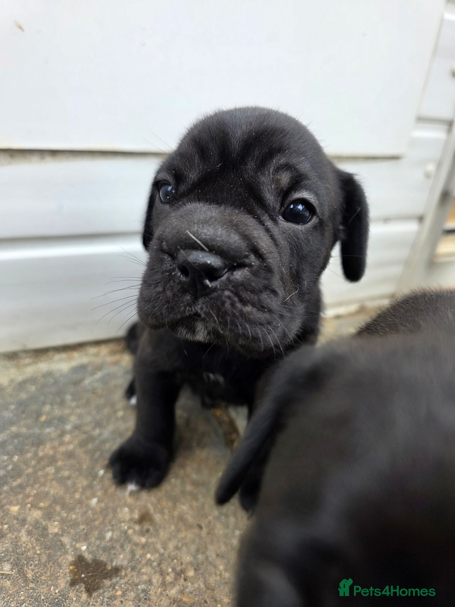 Mixed Breed dogs FRENCHBULLDOG X puppies - Advert 8