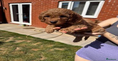 Mixed Breed dogs - Advert 10