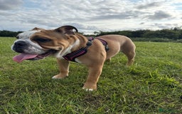 English Bulldog dogs for sale: English Bulldog - Image 1