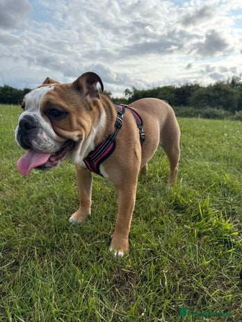 English Bulldog dogs - Advert 2