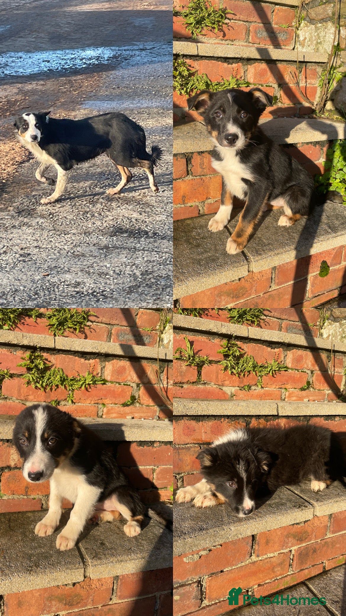 Border Collie dogs 3 Beautiful Sheepdog Puppies - Advert 1