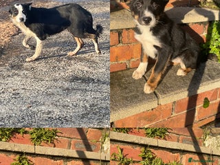 Border Collie dogs 3 Beautiful Sheepdog Puppies - Advert 1