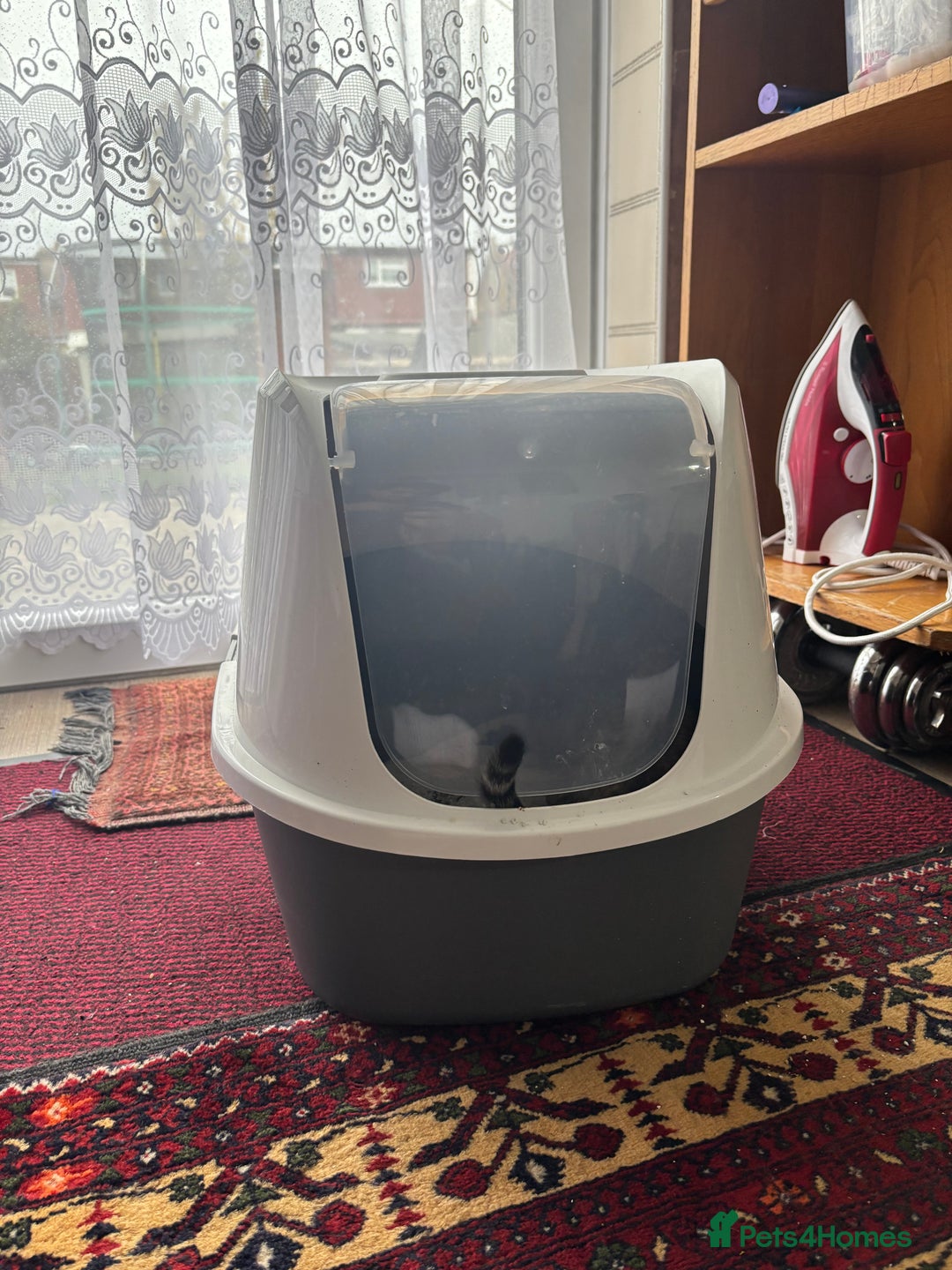 Mixed Breed cats for sale: 12 WEEK KITTEN FOR SALE | CHECK DESCRIPTION  - Advert 4