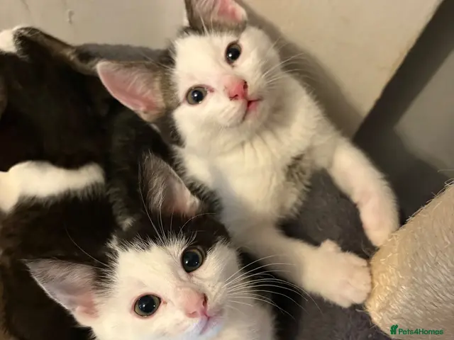 Bengal cats for sale: Bengal X kittens - Advert 2