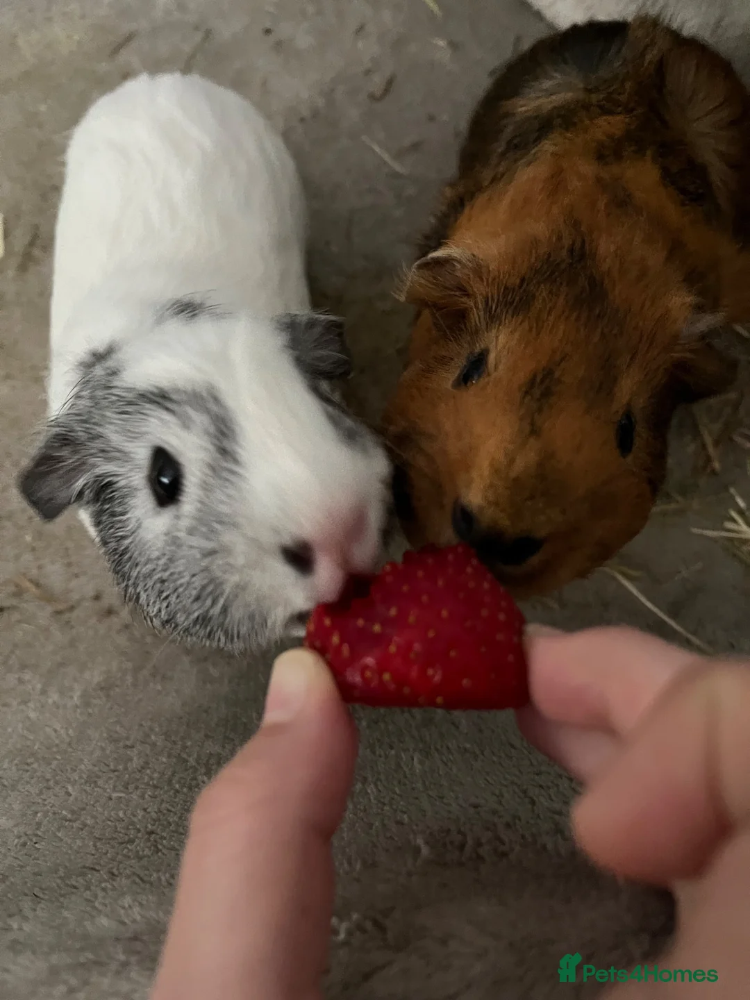 Guinea Pig rodents for sale: Guinea pigs - Advert 1