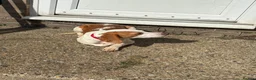 Beagle dogs for sale: Teddy in Ipswich - Advert 4