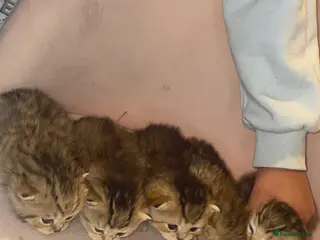 British Shorthair cats Beautiful 😻 Golden british short hair - Advert 15