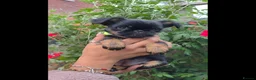 Griffon Bruxellois dogs for sale: Stunning Griffon Bruxellois puppies KC registered - Advert 17