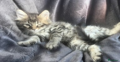 Mixed Breed cats - Advert 11