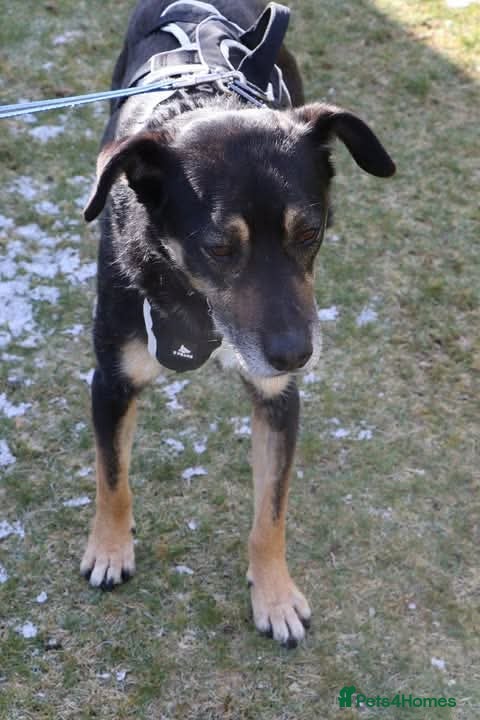 Mixed Breed dogs Meet Bobo, currently residing in Manchester  - Advert 3