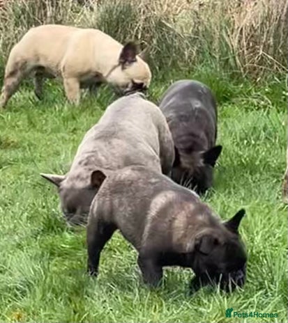 French Bulldog dogs - Advert 1