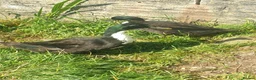 Ducks poultry for sale: Ducks looking for homes  in Newport - Advert 2