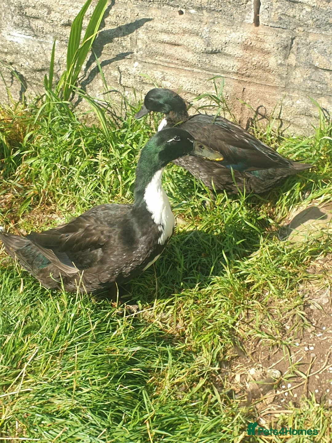 Ducks poultry for sale: Ducks looking for homes  in Newport - Advert 2