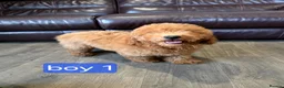 Labradoodle dogs for sale: Adorable F1B Miniature Labradoodle Pups 🐾🩷 - Advert 3