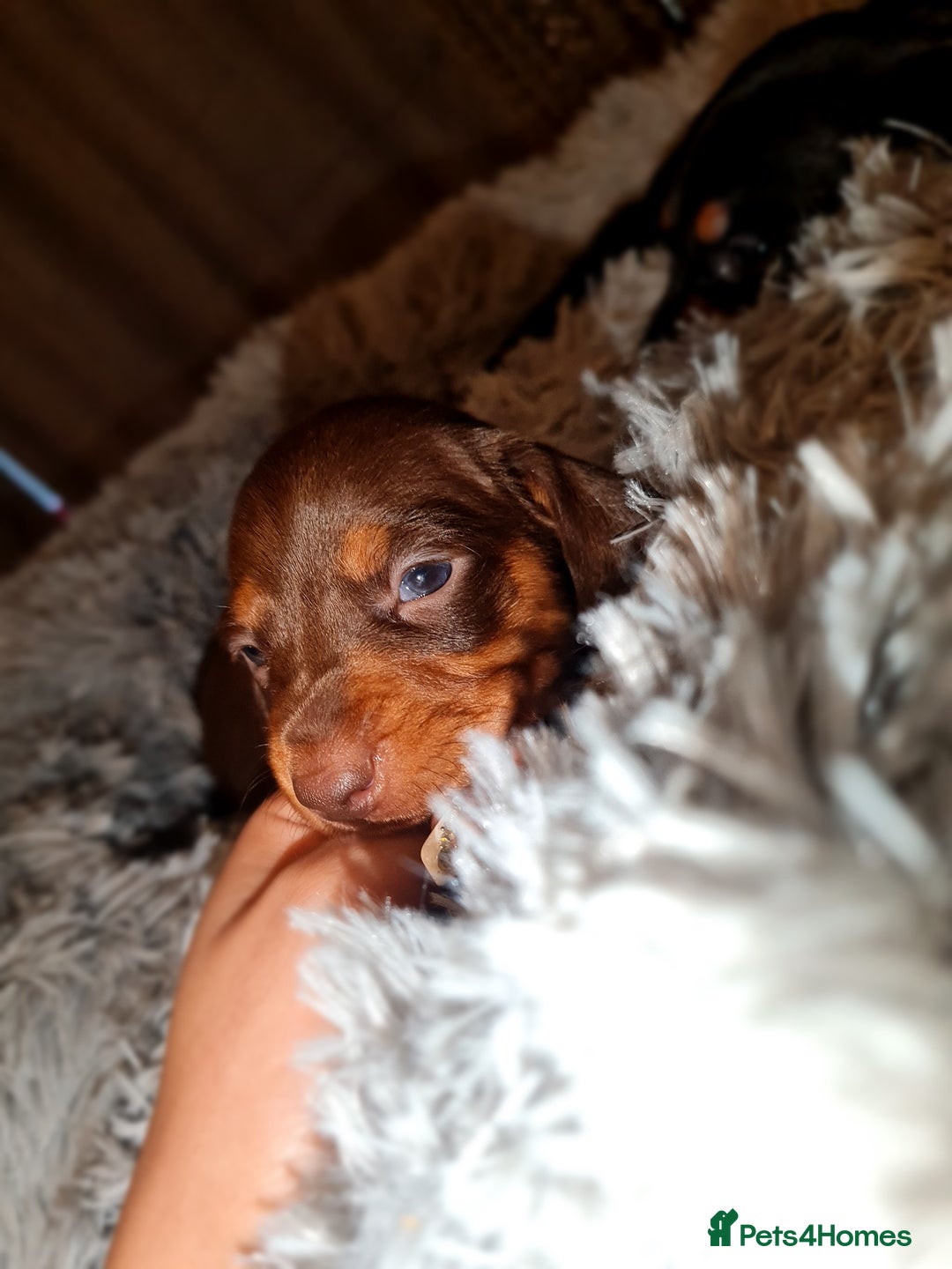 Miniature Dachshund dogs for sale: Extra miniature daschunds baby 🩷 - Advert 11