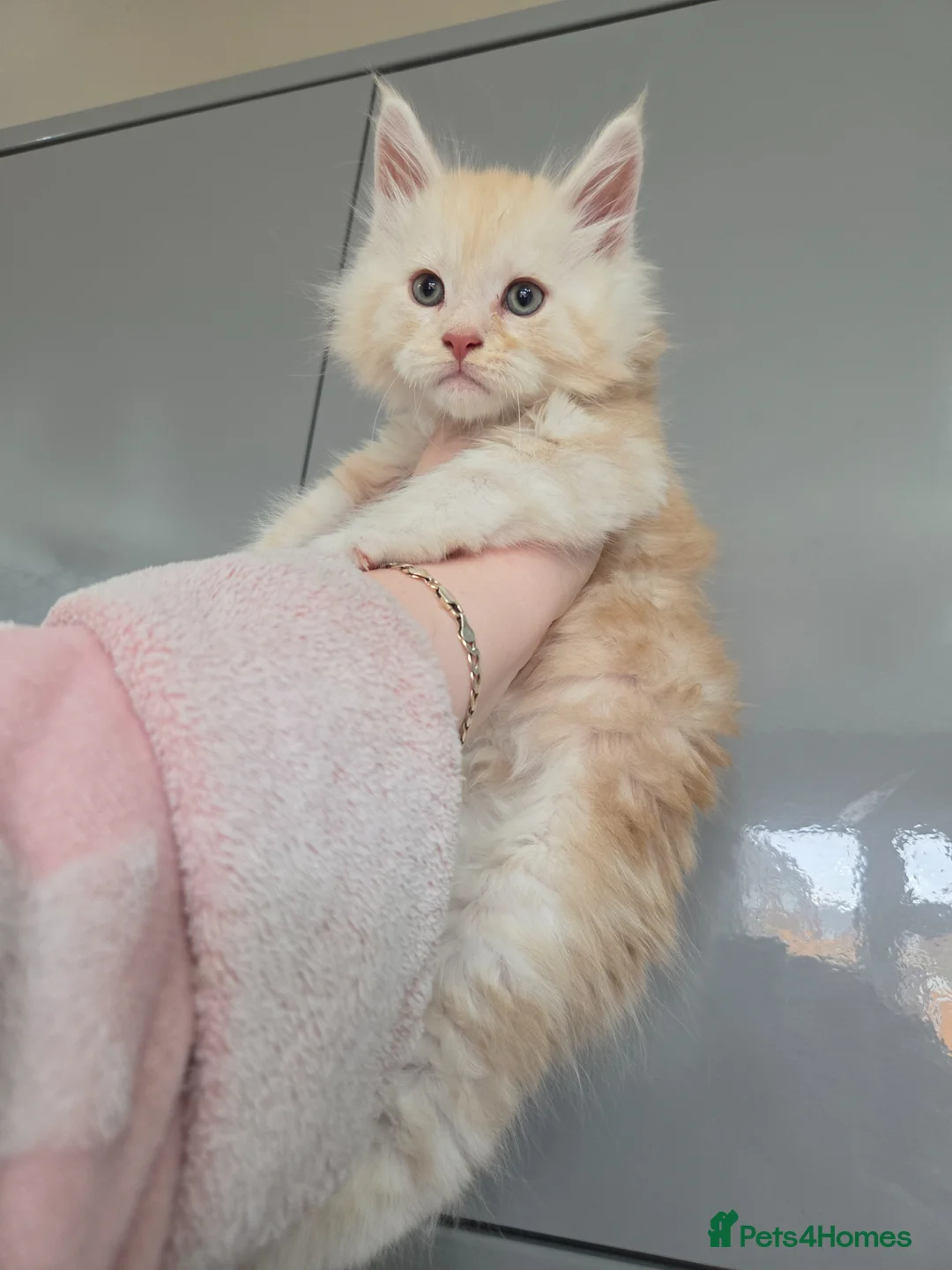 Maine Coon cats for sale: Maine Coon Kitten For Sale  - Advert 1