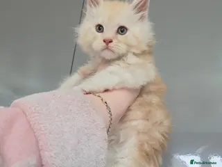 Maine Coon cats Maine Coon Kitten For Sale - Advert 1