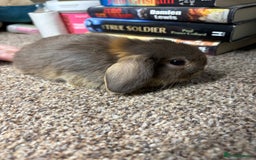 Mini Lop rabbits for sale: Mini Lop  - Image 3