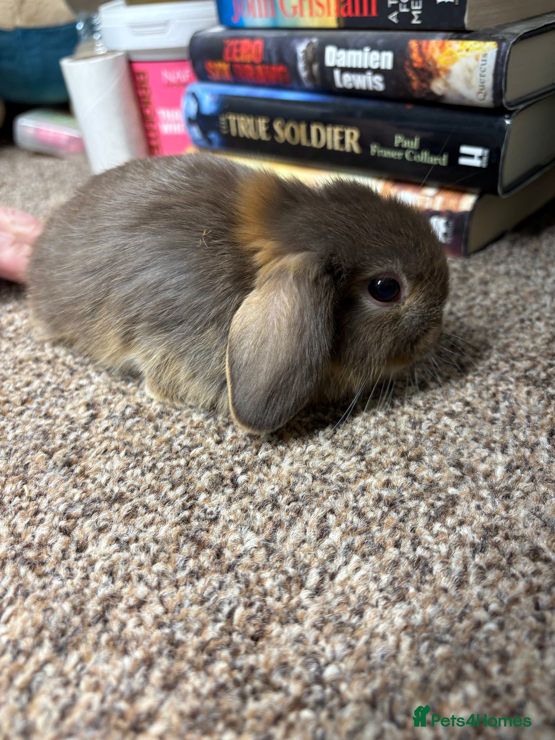Mini Lop rabbits for sale: Mini Lop  - Image 3