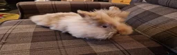 Lionhead rabbits for sale: Friendly, cute, fluffy lionhead bunnies- m and f - Advert 16