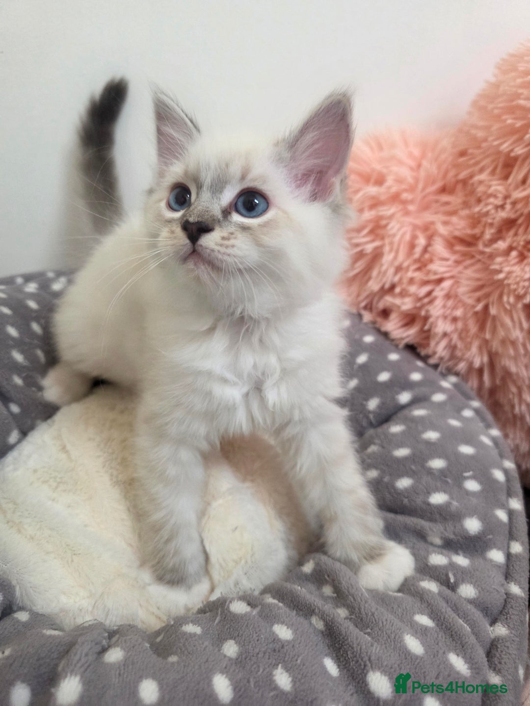 Ragdoll cats for sale: Beautiful GCCF Registered kittens - Advert 19