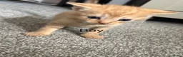 Mixed Breed cats for sale: Ginger kittens  - Advert 4