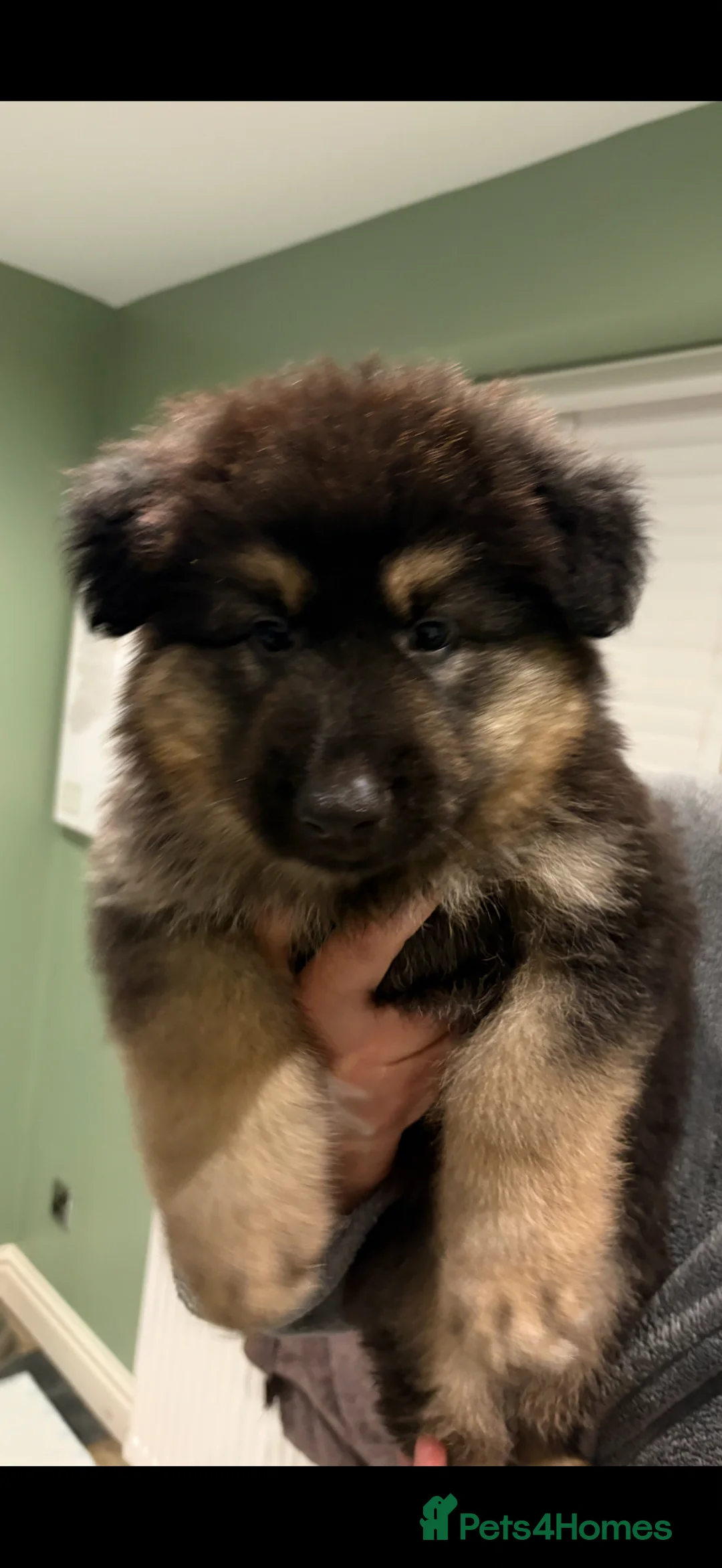 German Shepherd dogs for sale: 1 chunky boy ready to leave - Advert 1