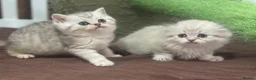 Munchkin cats for sale: ✨ Adorable TICA Registered Munchkin Kittens ✨ - Advert 7