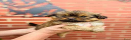Mixed Breed dogs for sale: Sheltie cross puppies  - Advert 8
