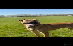 Mixed Breed dogs for sale: Available now! Mastiff / German Shephard puppies  - Advert 3