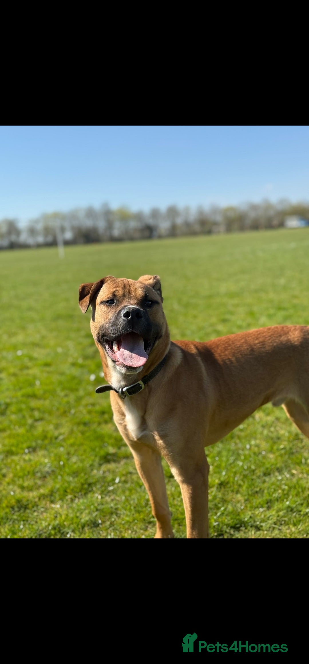 Mixed Breed dogs for sale: Available now! Mastiff / German Shephard puppies  - Advert 3